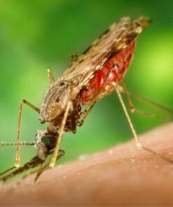 Malaria