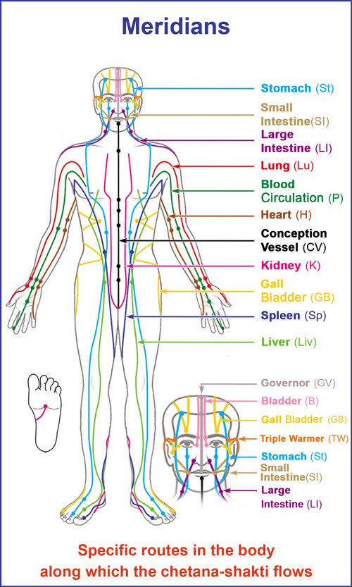 human body meridian Daily Chemist UK Online Pharmacy